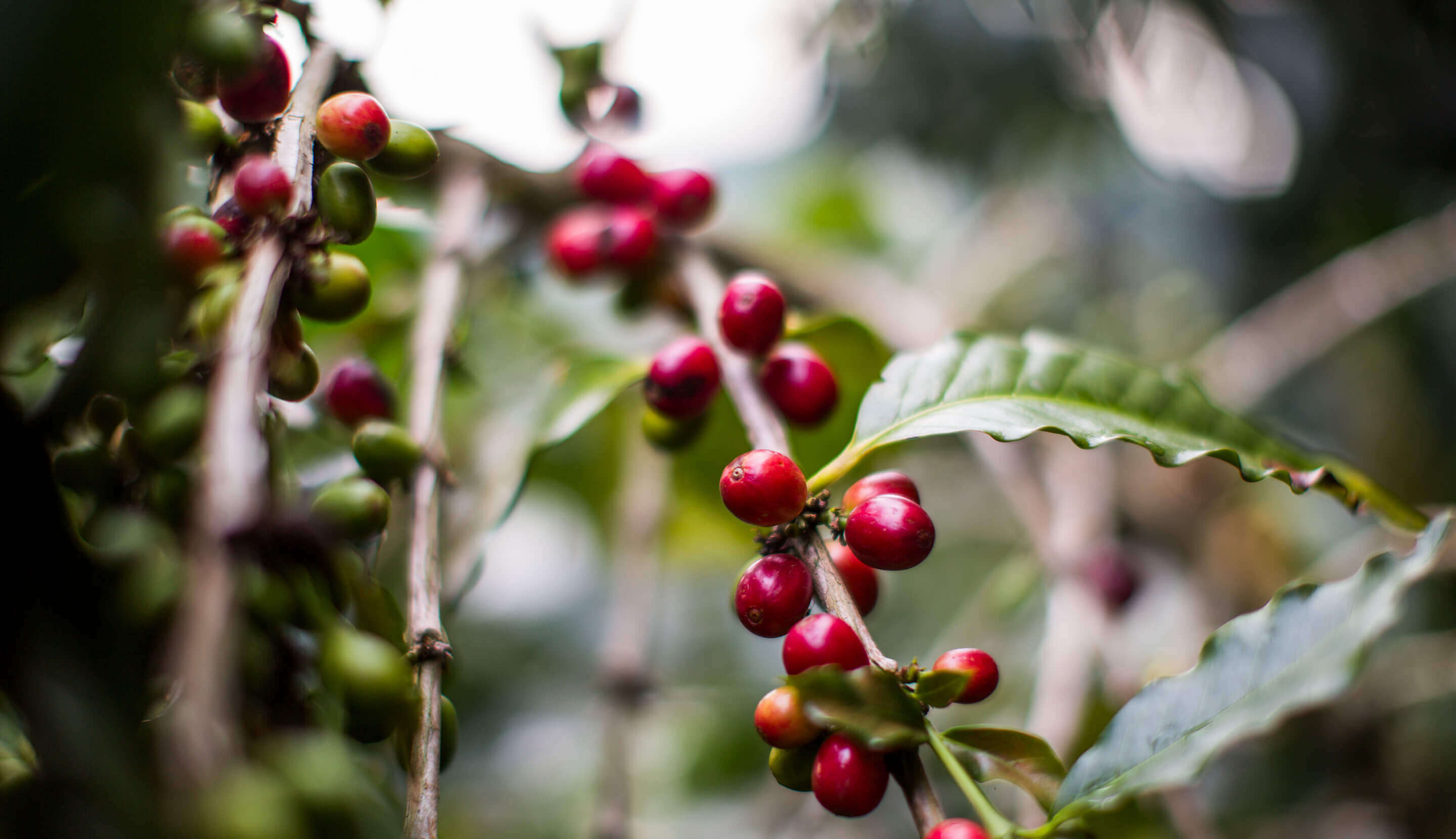 Arabica Kaffeebohnen