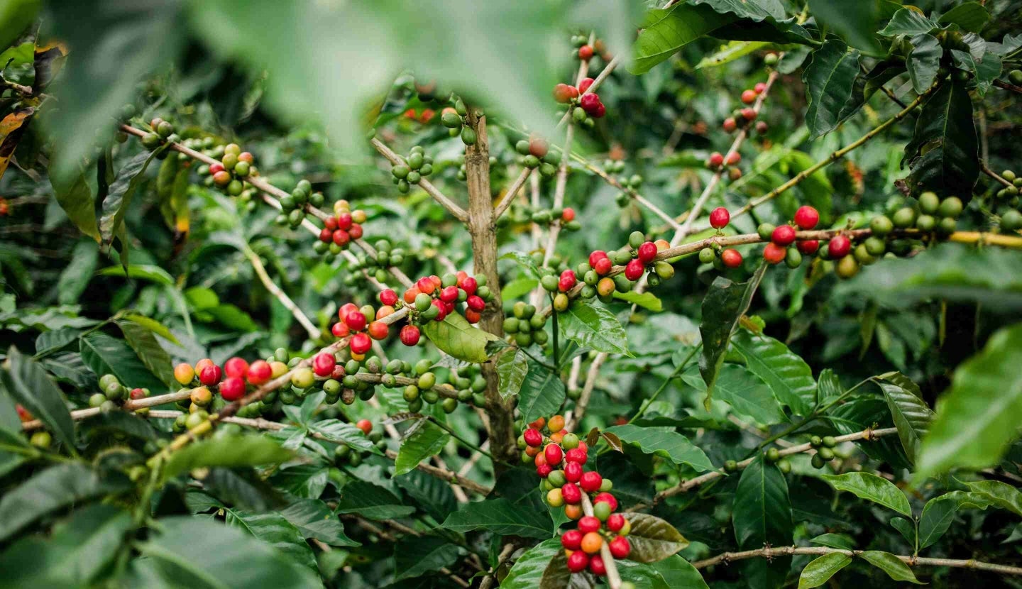 Kaffeepflanze mit roten Kaffeebohnen