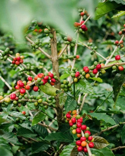 Kaffeepflanze mit roten Kaffeebohnen