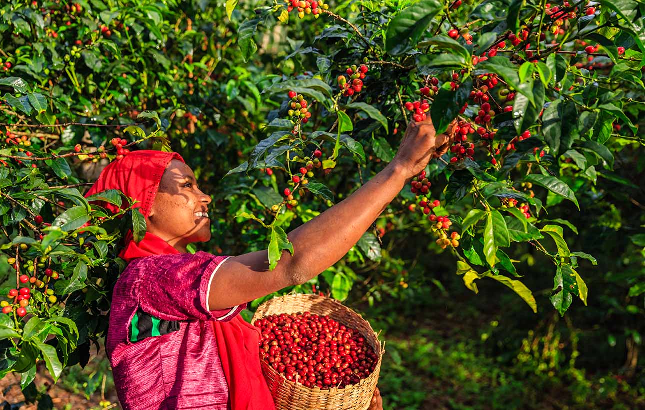 Earth-conscious coffee