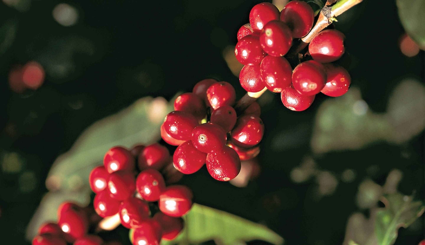 Koffieboon van plant tot tas