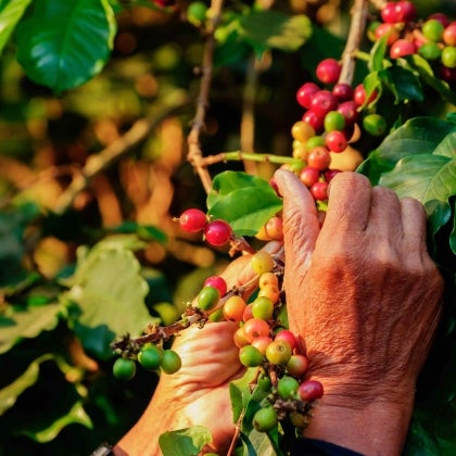 De kunst van het blenden en branden van koffie
