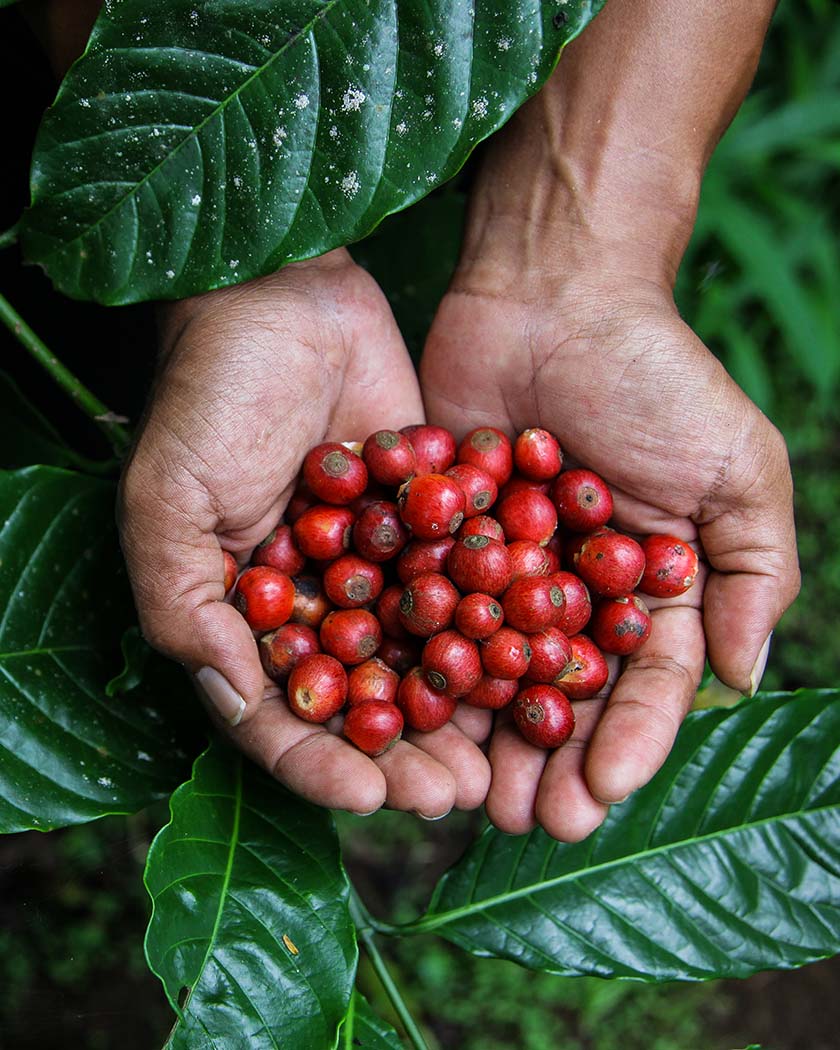 Latin America/ Africa coffee origin