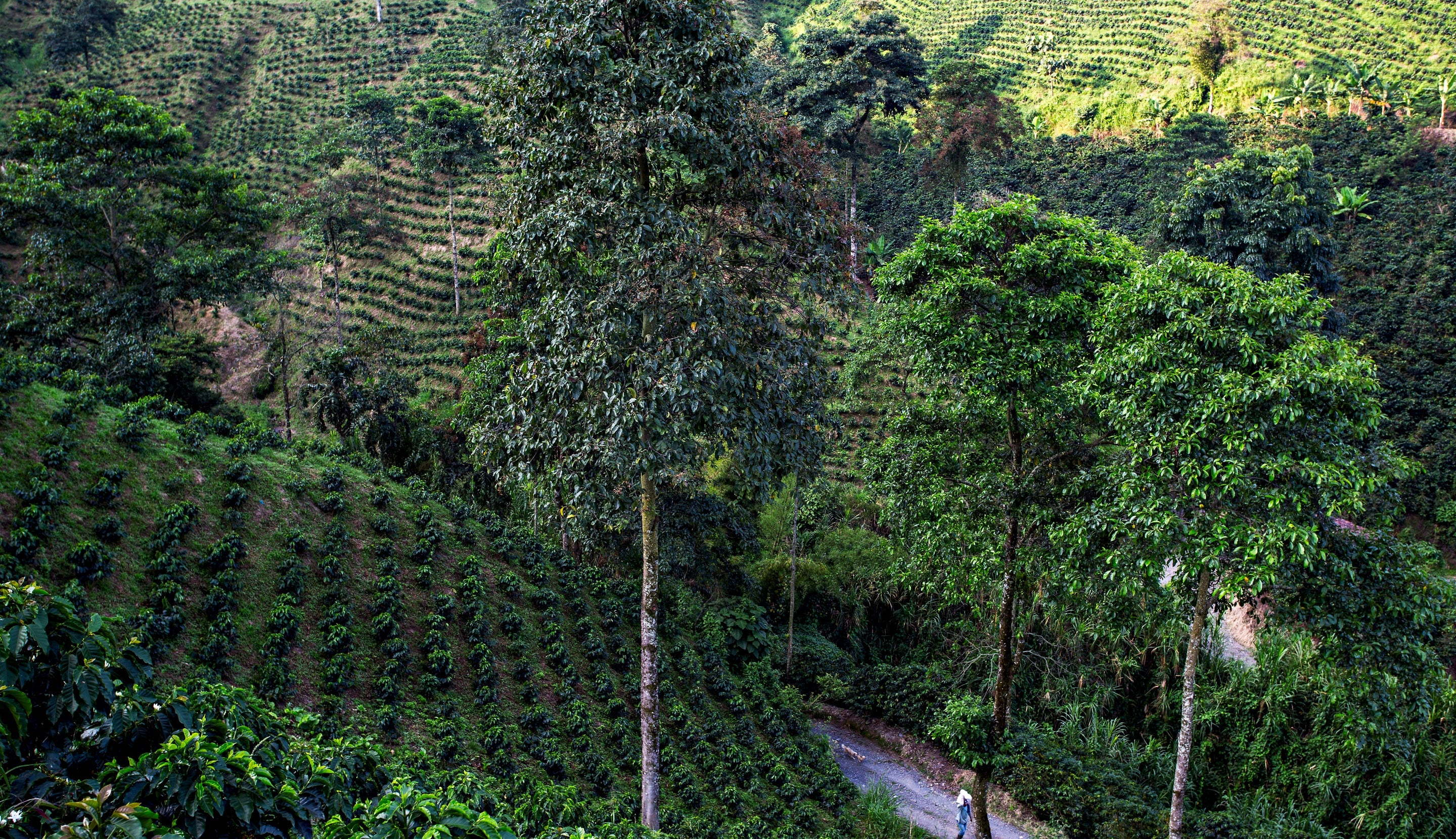 Where Our Coffee Comes From