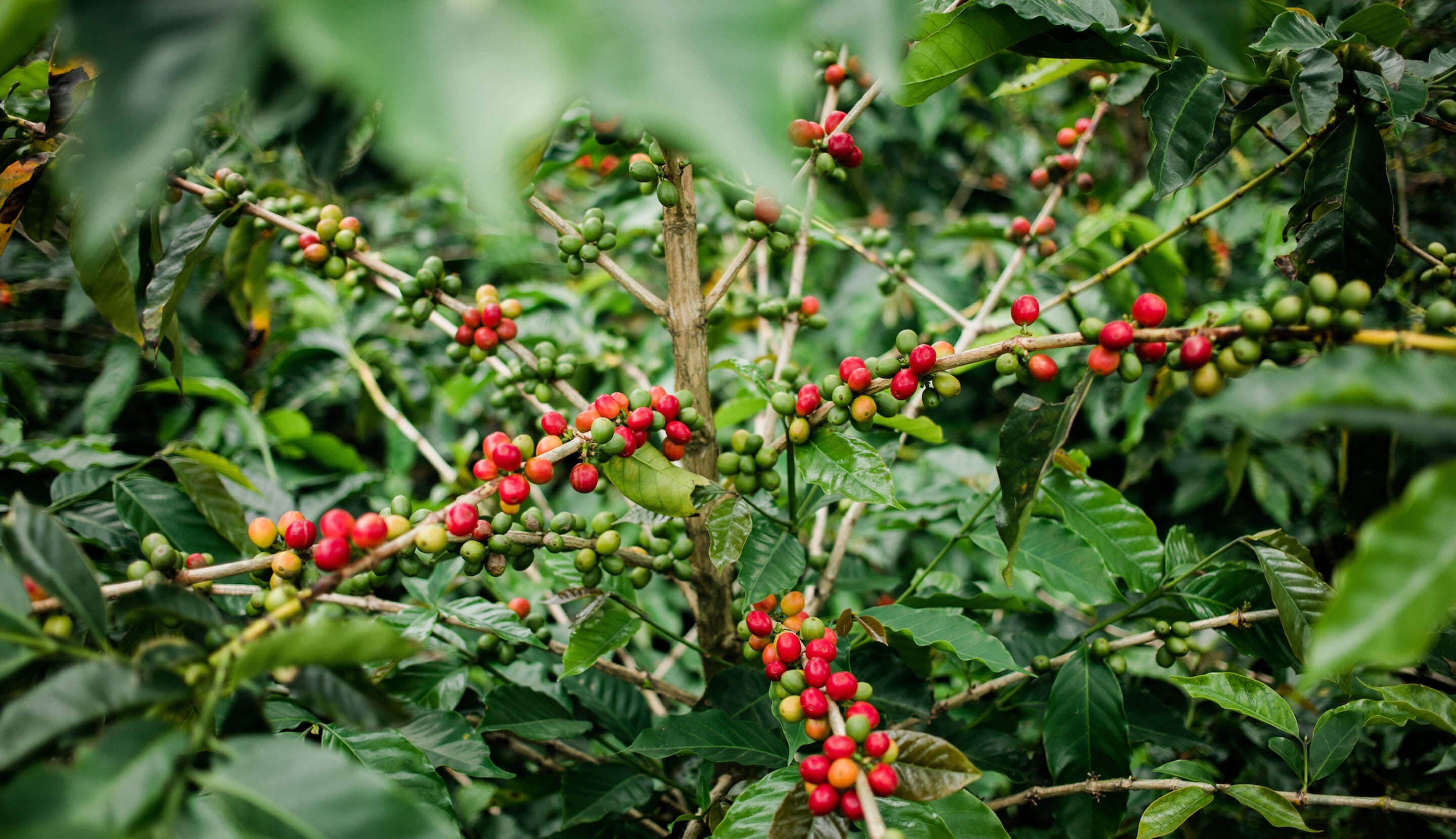 Single Origin Espresso