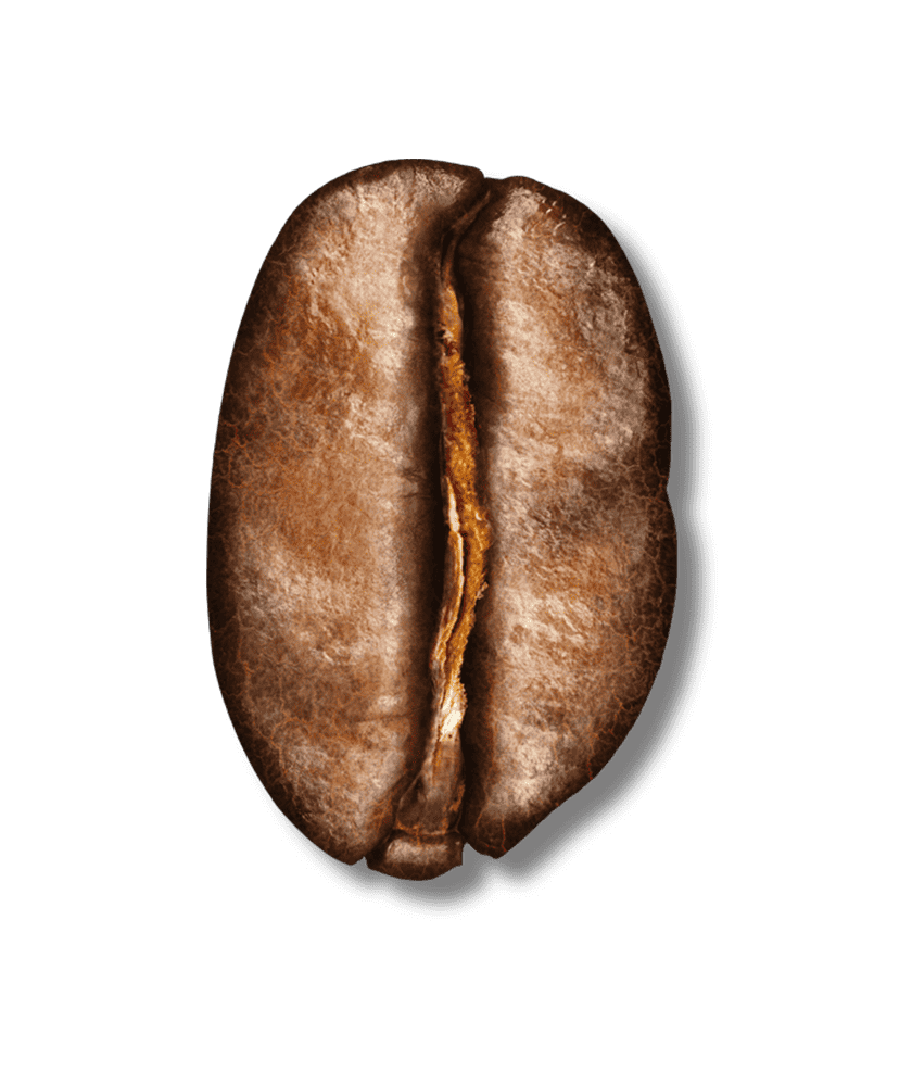 medium roast bean