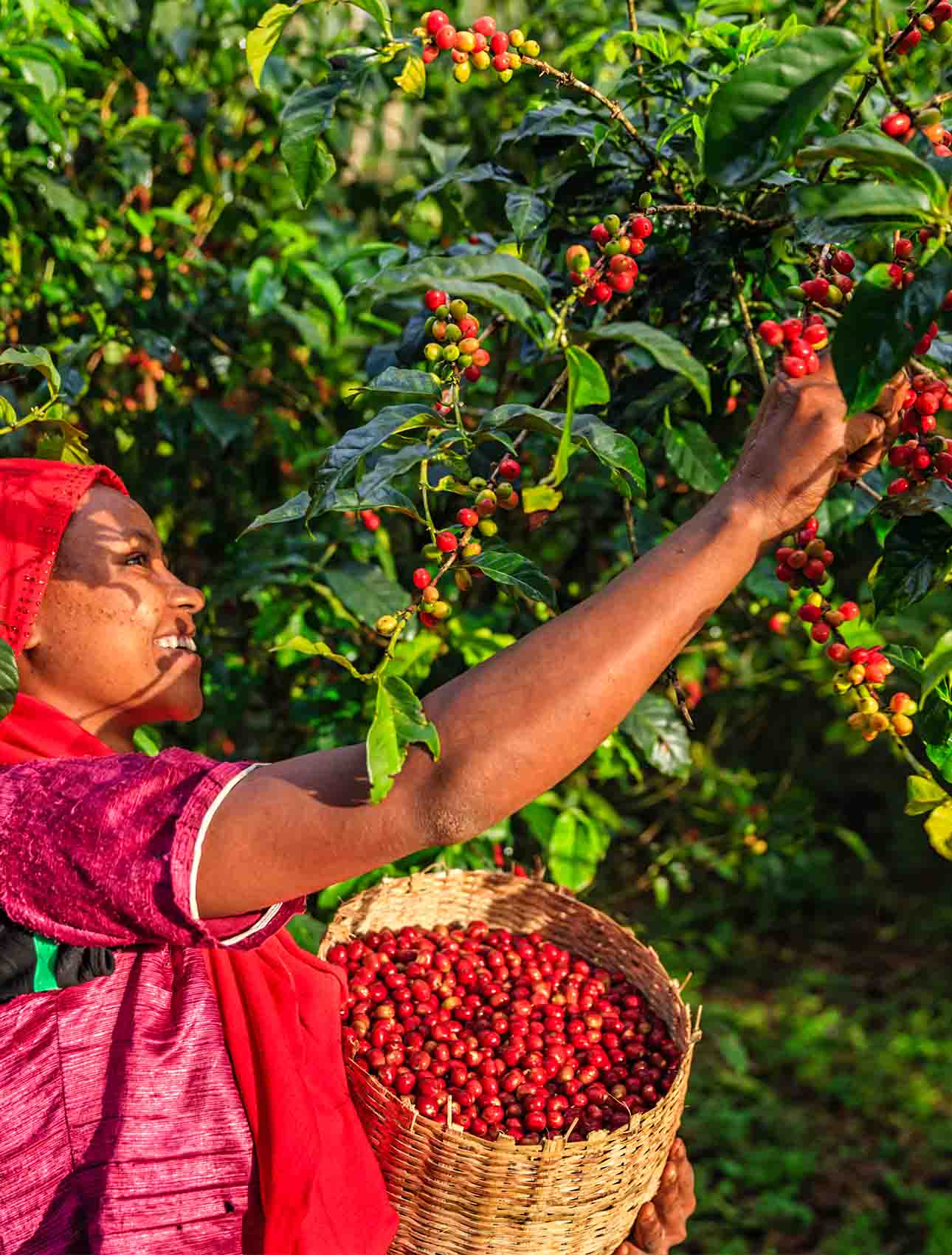 Une femme cueillant des grains de café