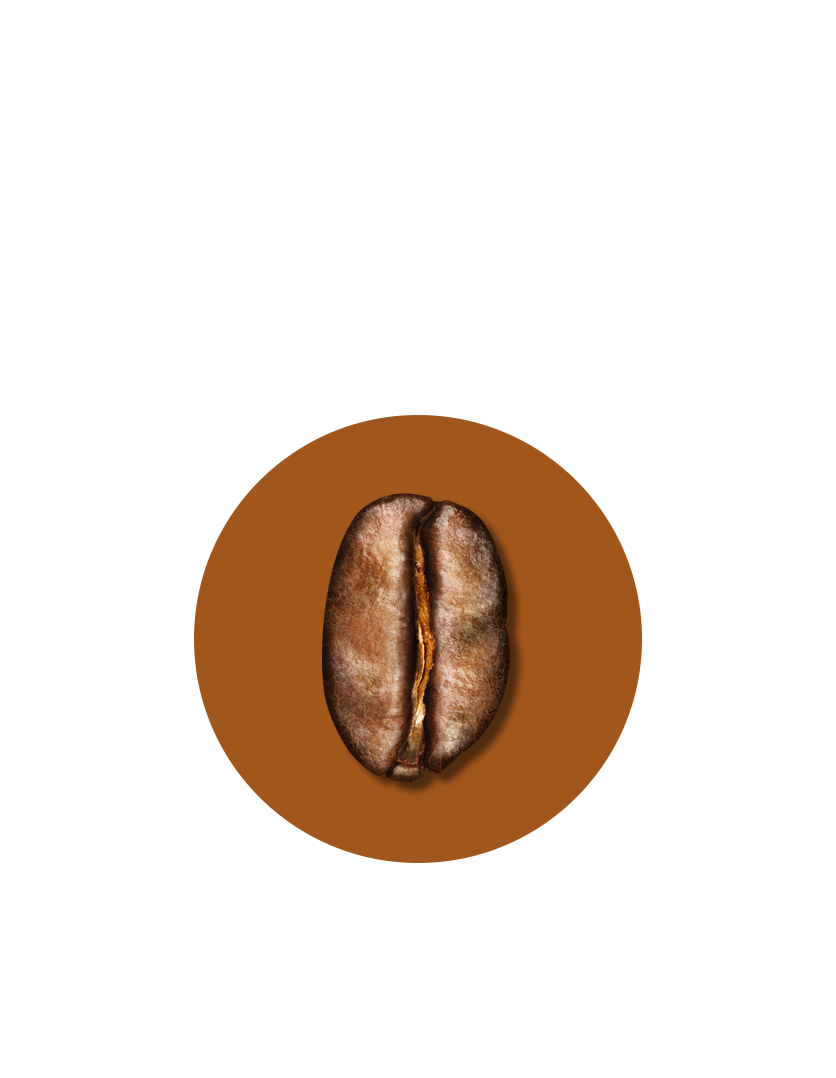 Bean Medium