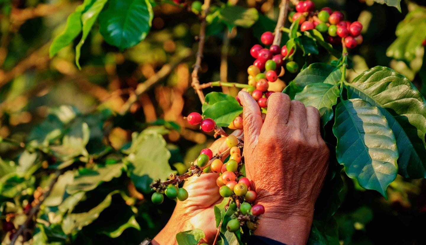 Descubre nuestras mezclas de café molido y comparte una