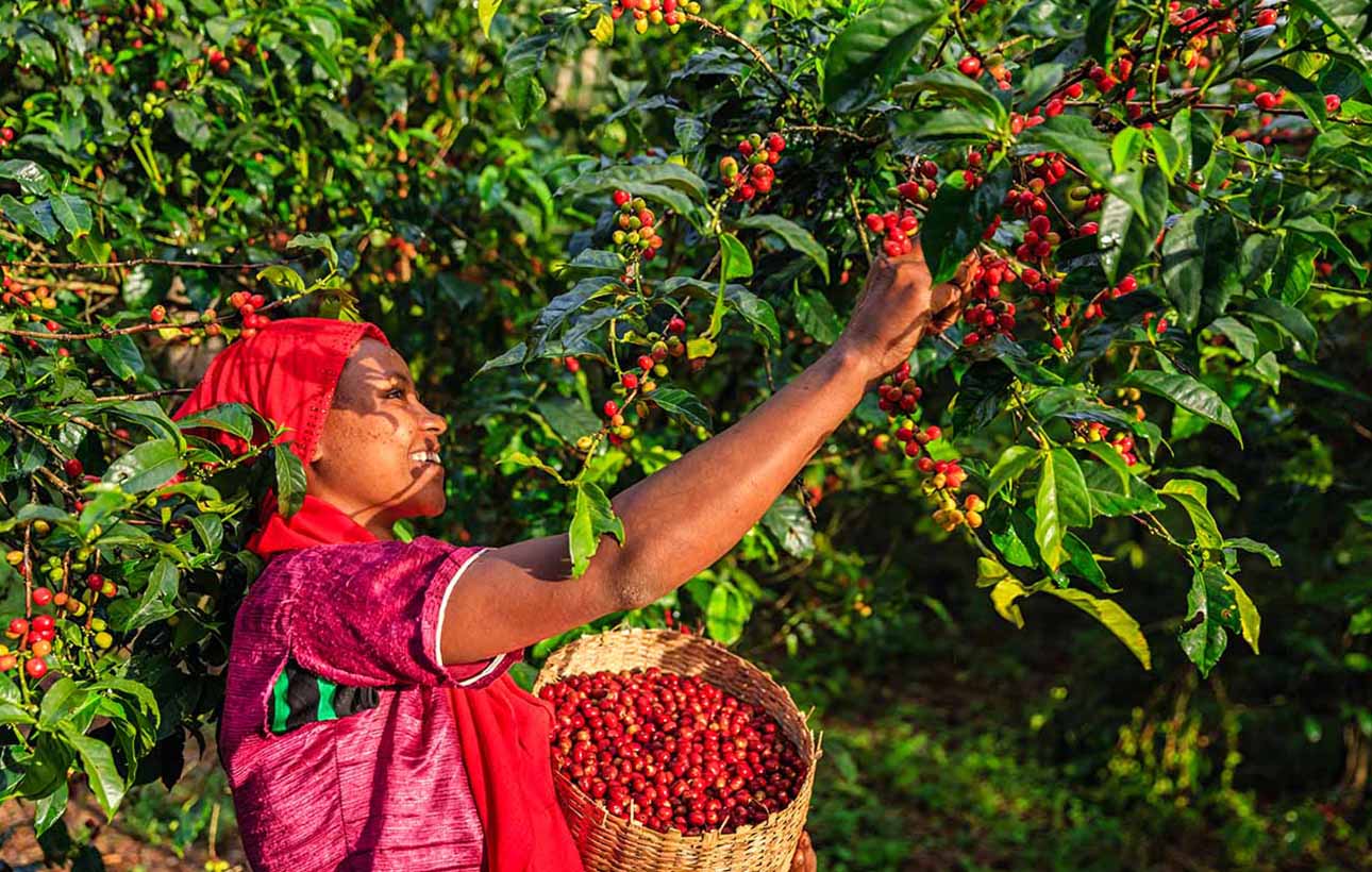 Earth-conscious coffee