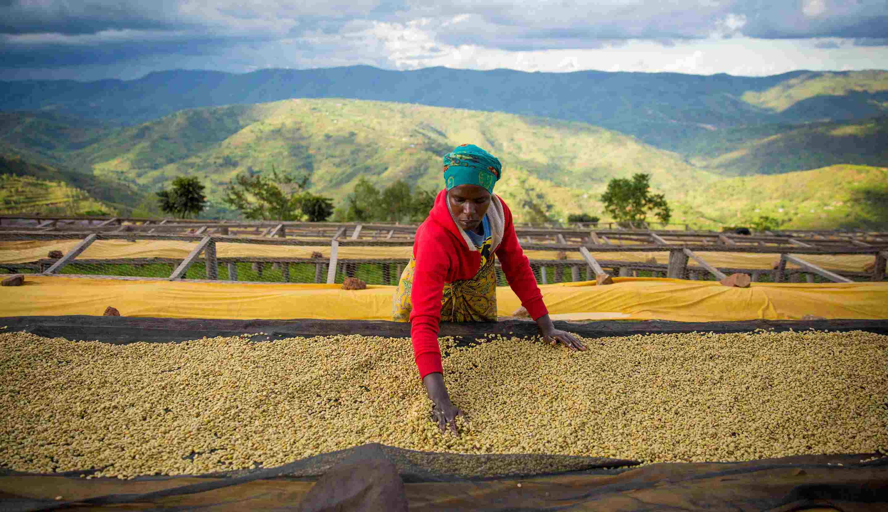 Raccolta Caffè Arabica_Starbucks