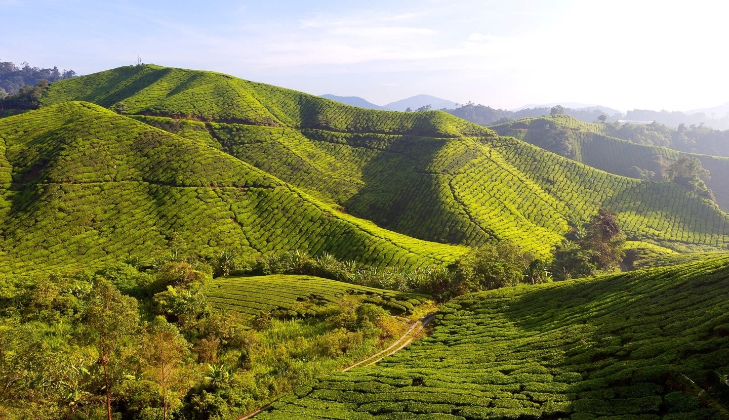 Distese di caffè arabica