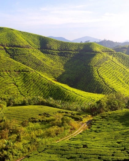 Distese di caffè arabica