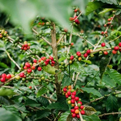 Ramo di semi di caffè arabica