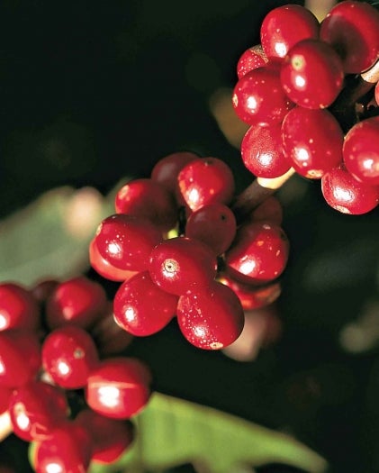 coffee-beans banner