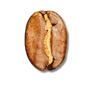 Blonde Bean