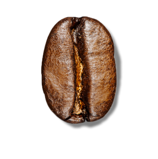 Medium Bean