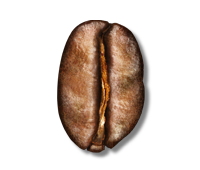 Medium Roast