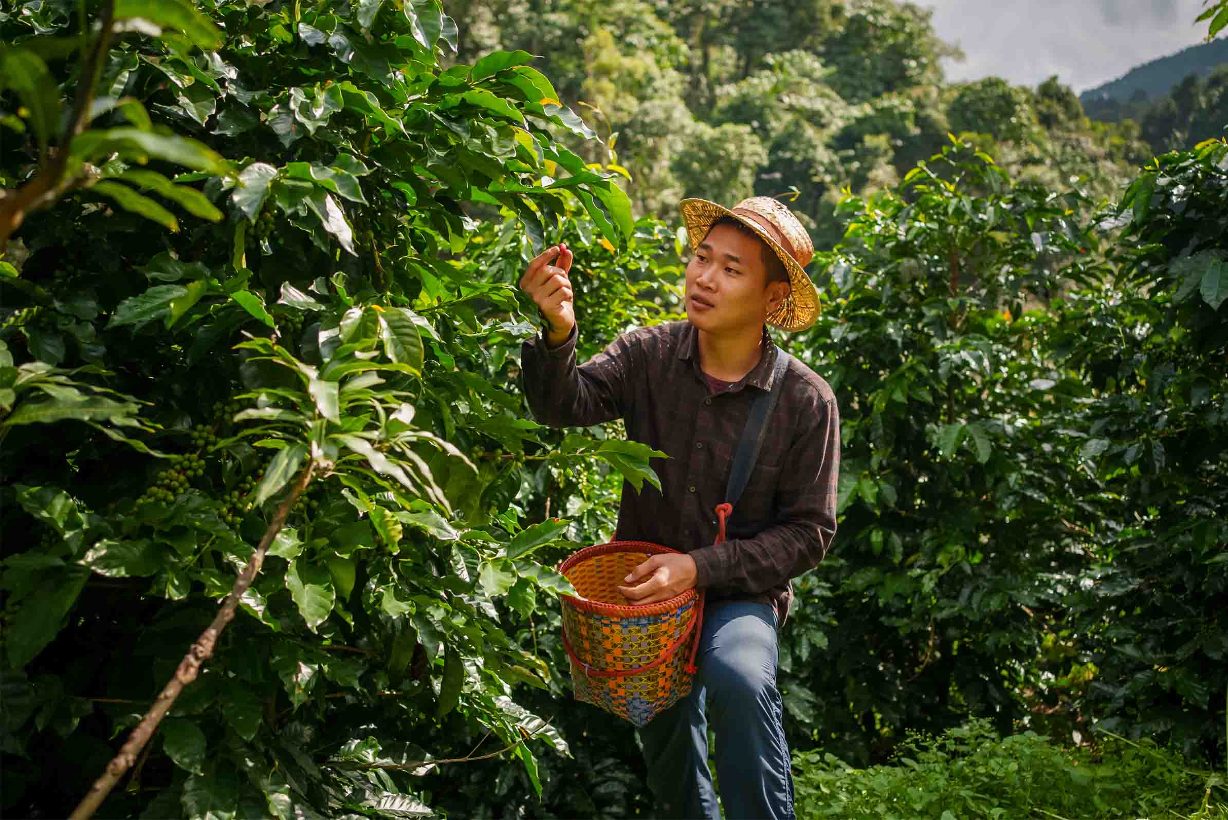 People In A Coffee Plantation
