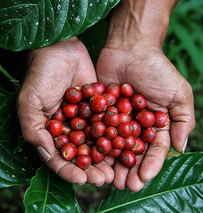 Coffee beans being held in two hands