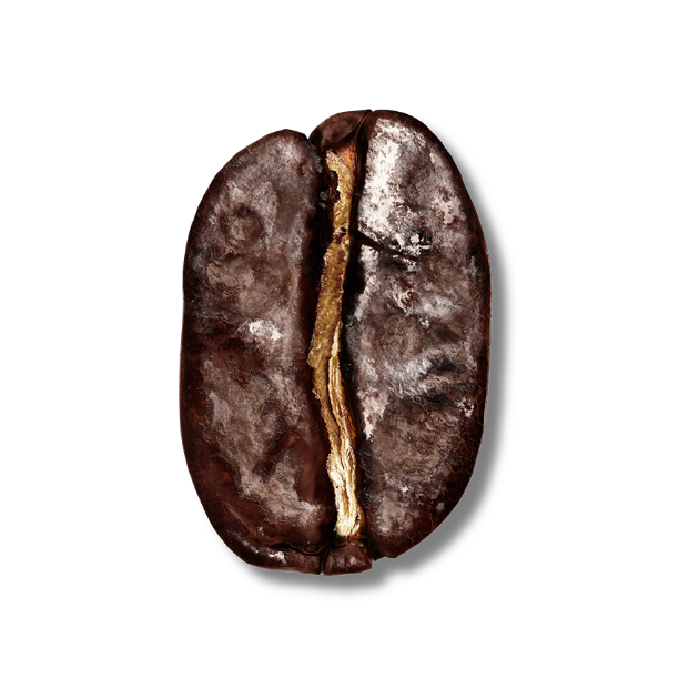dark bean