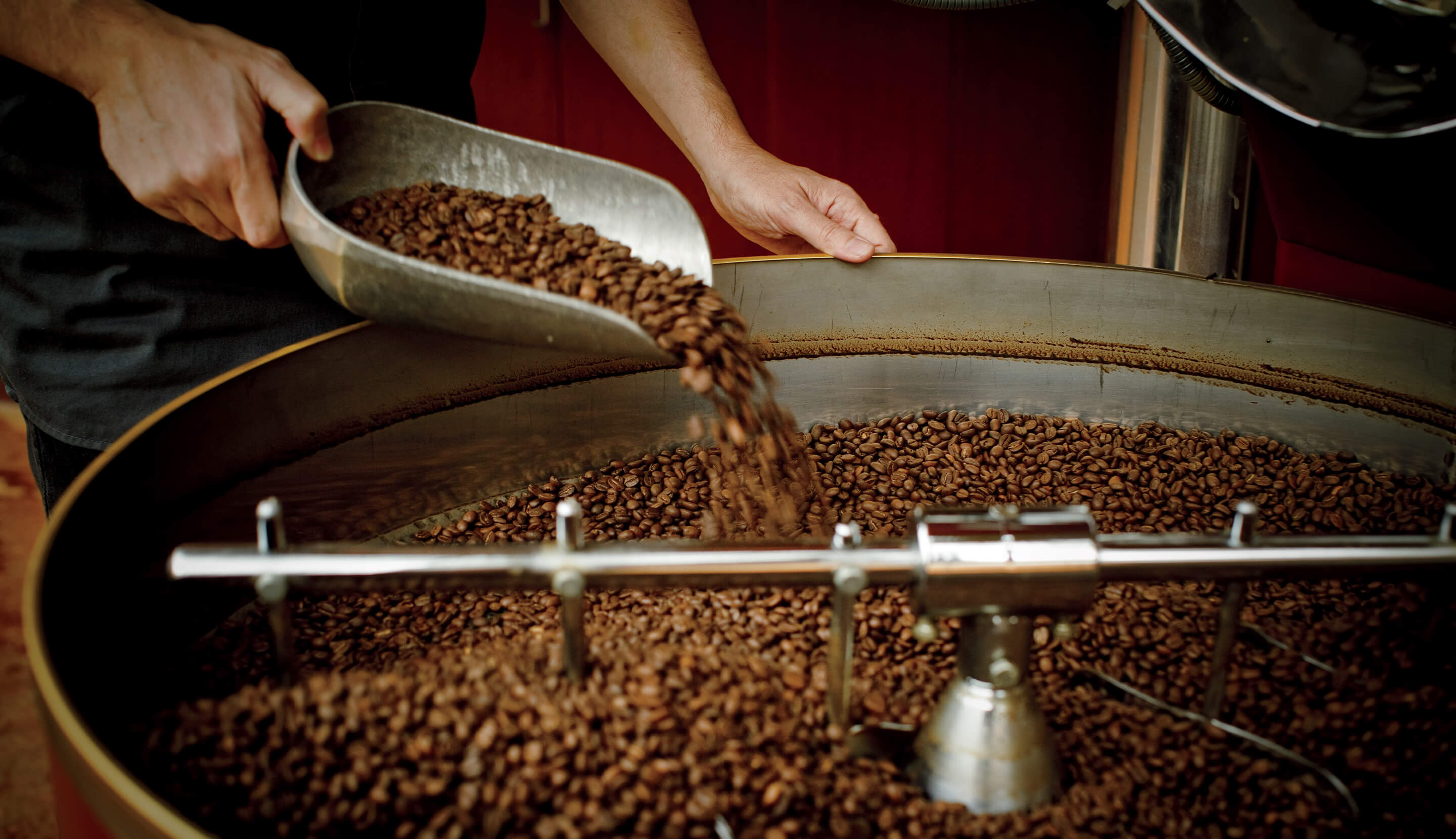 Roasted coffee beans cooling after roasting
