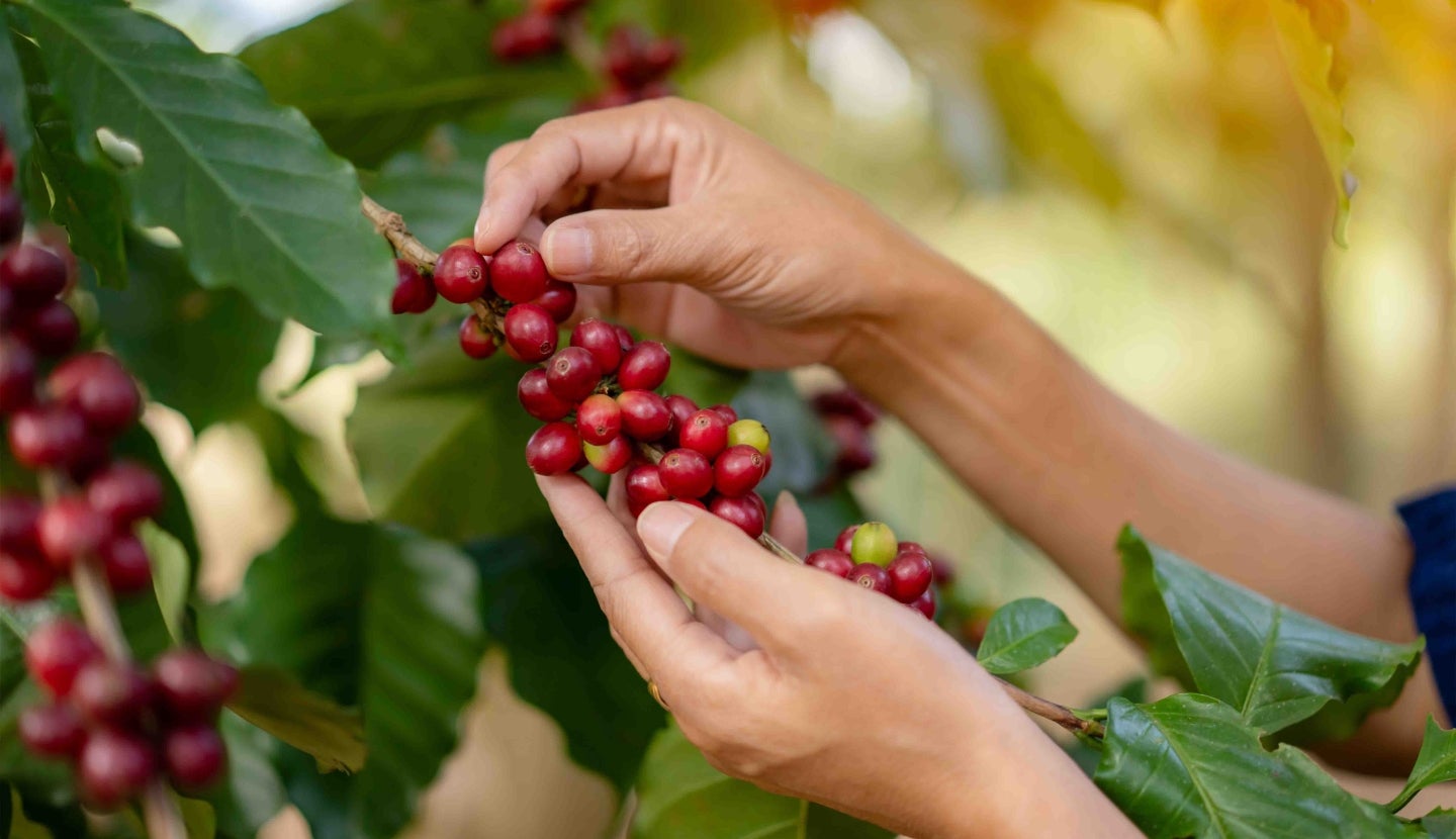 Coffee bean growing on a plant