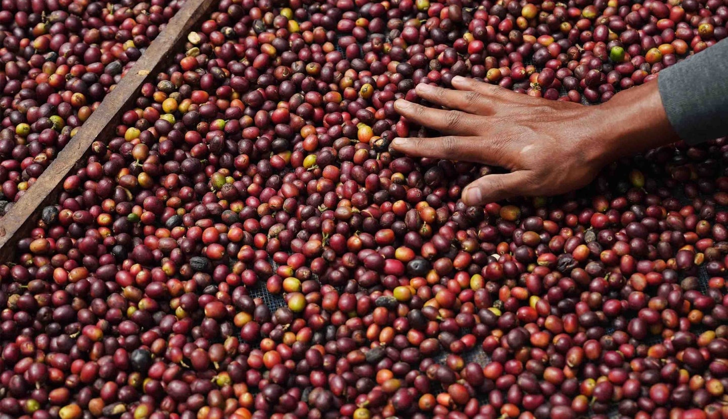 Fresh coffee beans on a branch