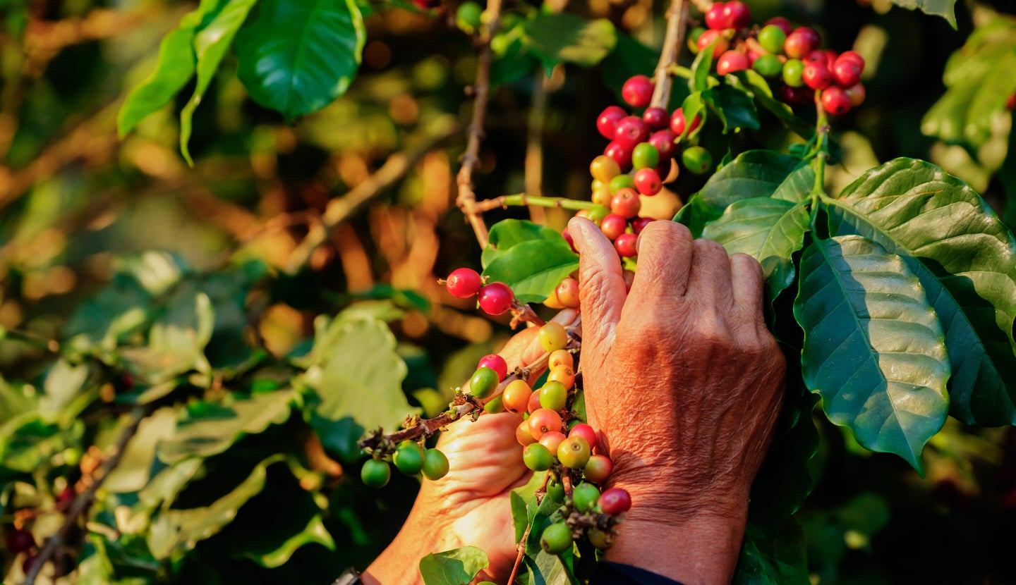 Hands harvesting ripe coffee cherries