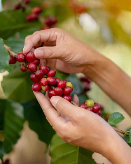 Coffee bean growing on a plant