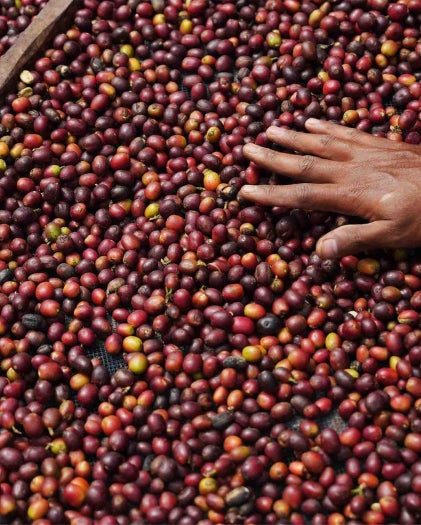Fresh coffee beans on a branch