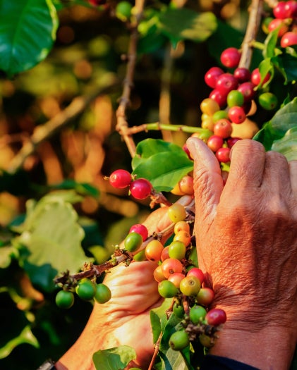 Hands harvesting ripe coffee cherries