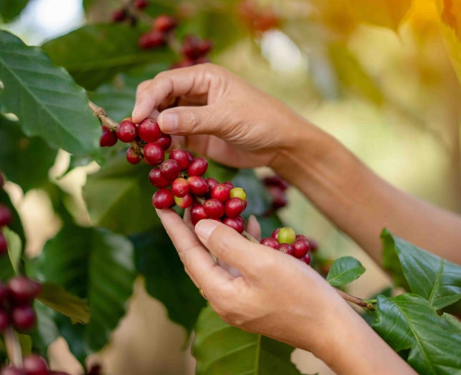 Coffee bean growing on a plant