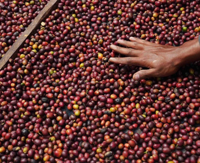 Fresh coffee beans on a branch