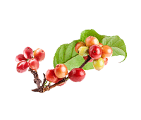 coffee cherries