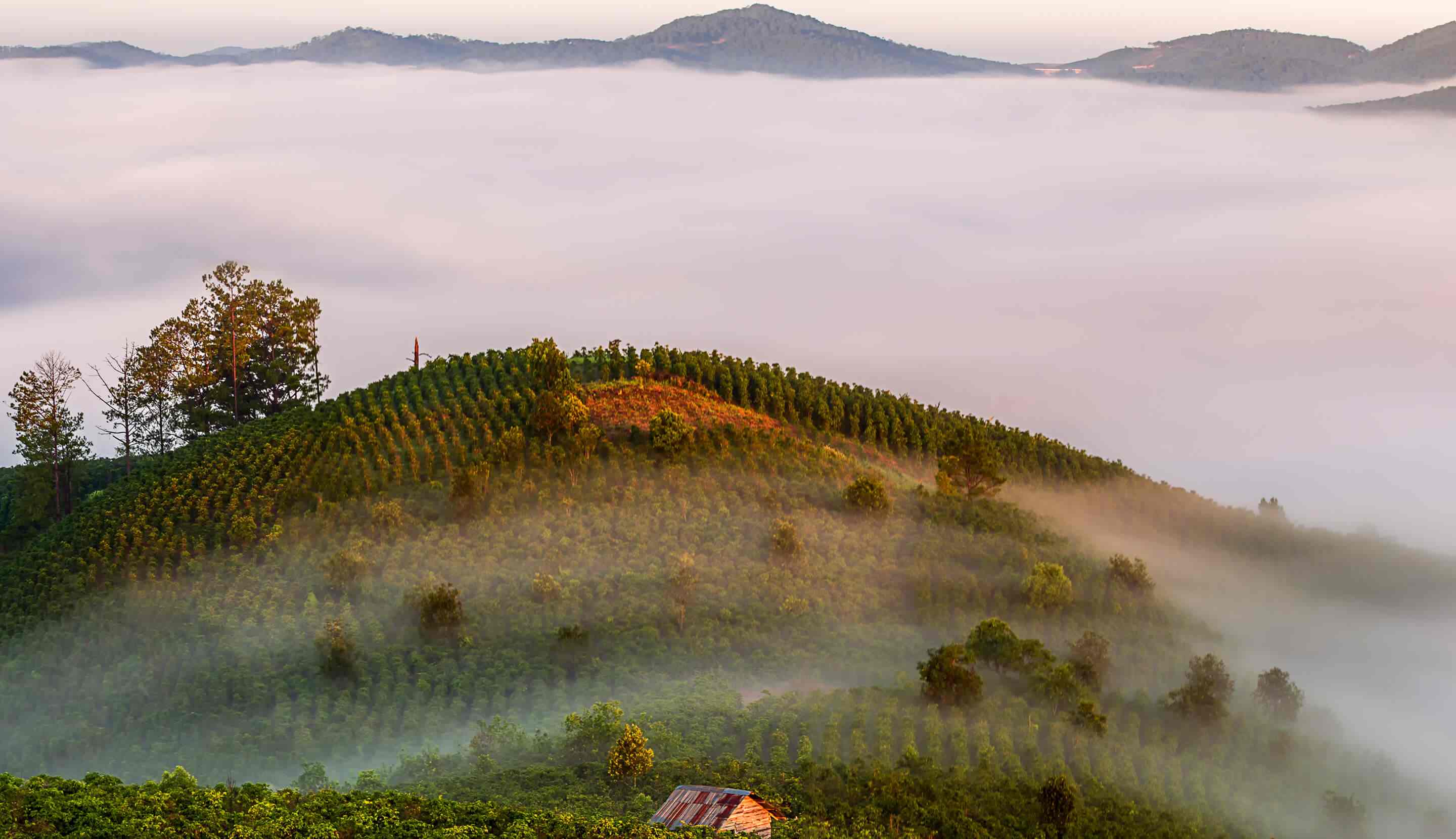 Where does coffee come from?